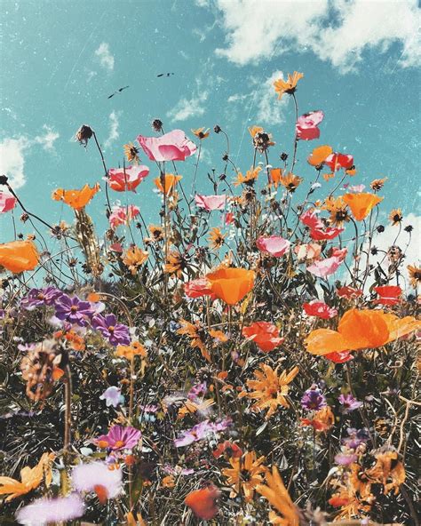 wildflower aesthetic wallpaper